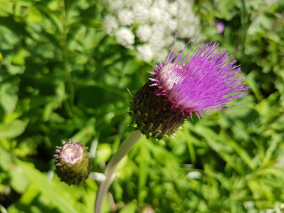 Расторопша пятнистая (Silybum Marianum)
