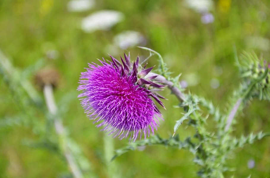 Расторопша пятнистая (Silybum Marianum)