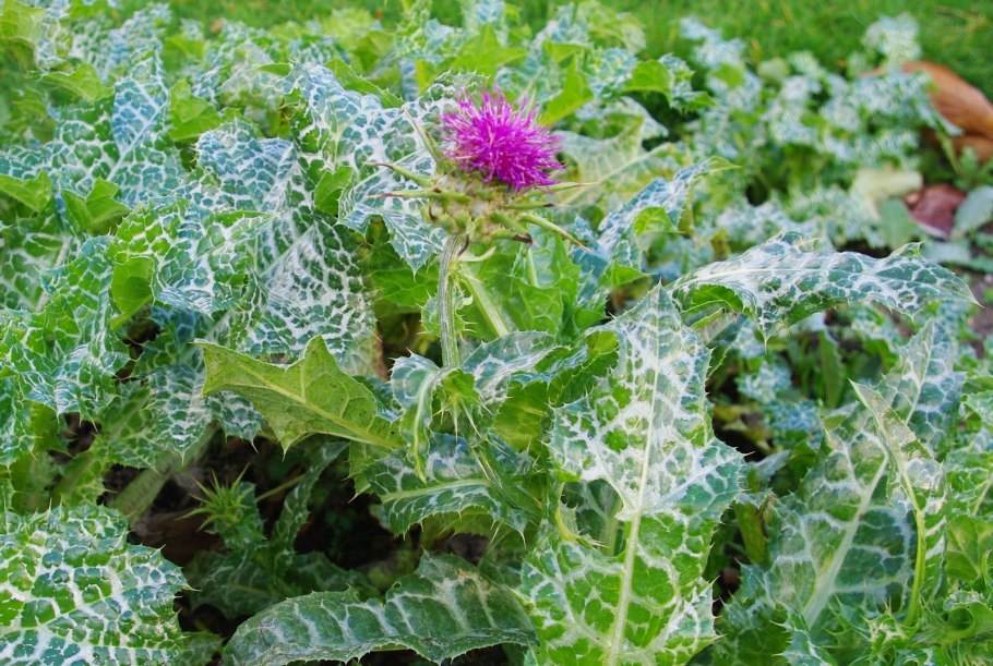 Расторопша пятнистая (Silybum Marianum)