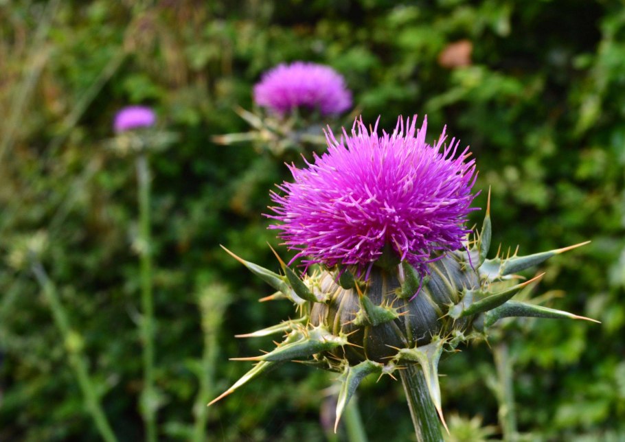 Расторопша пятнистая ЛРС