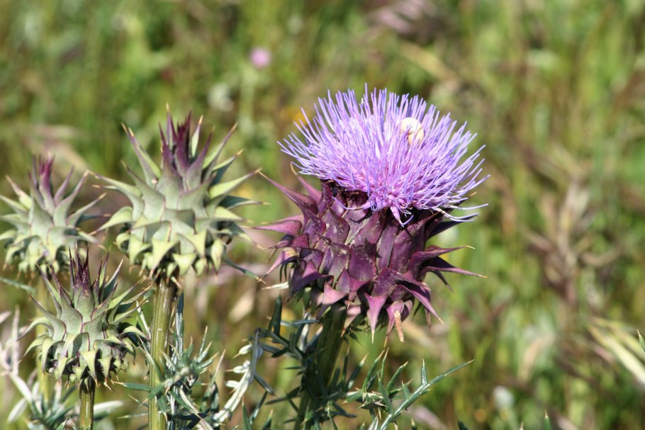 Расторопша медонос