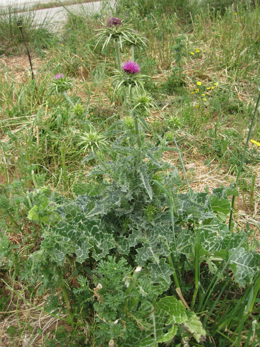 Расторопша молочный чертополох