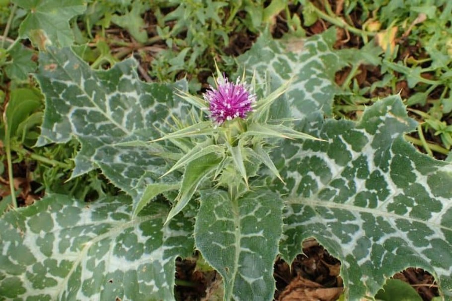 Марьин чертополох