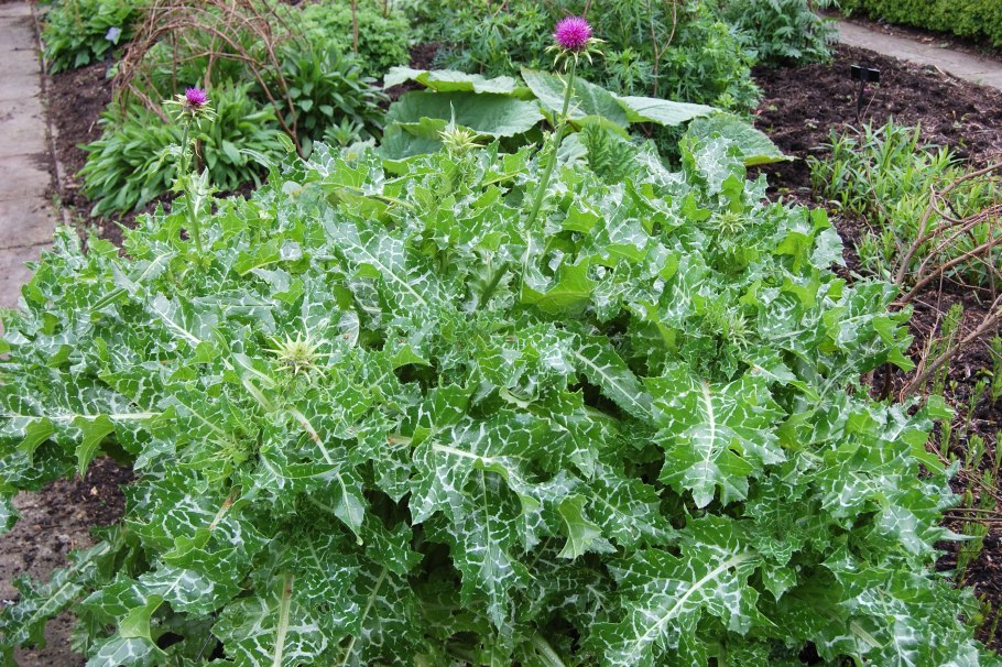 Марьин чертополох