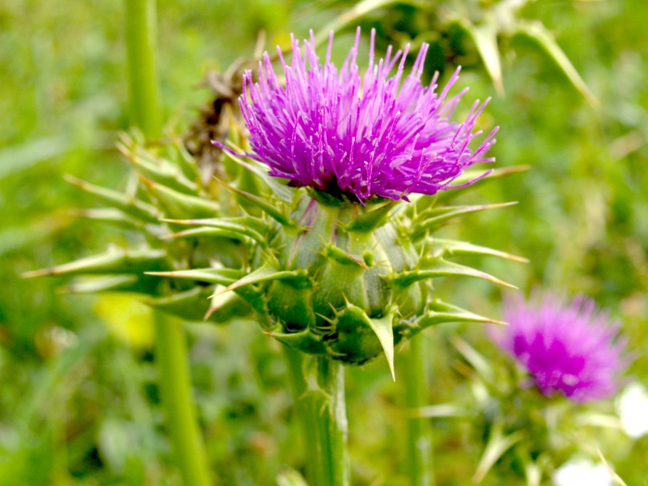 Silybum marianum