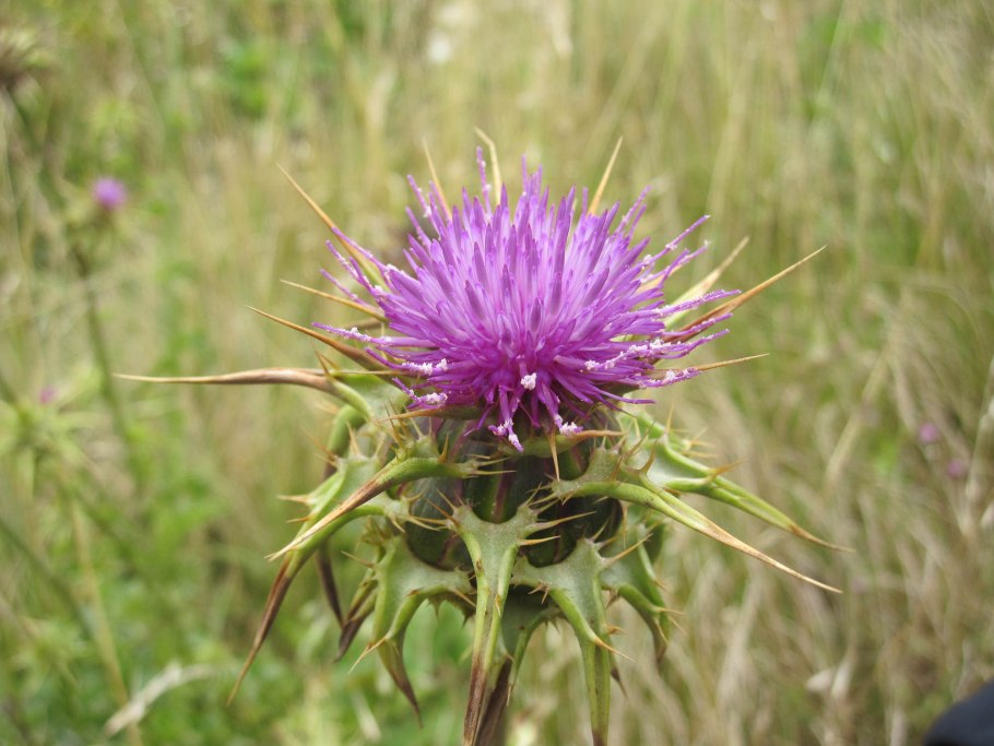 Расторопша пятнистая (Silybum Marianum)
