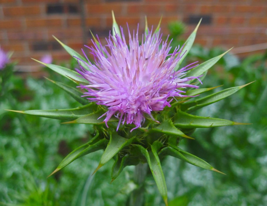 Расторопша пятнистая и чертополох