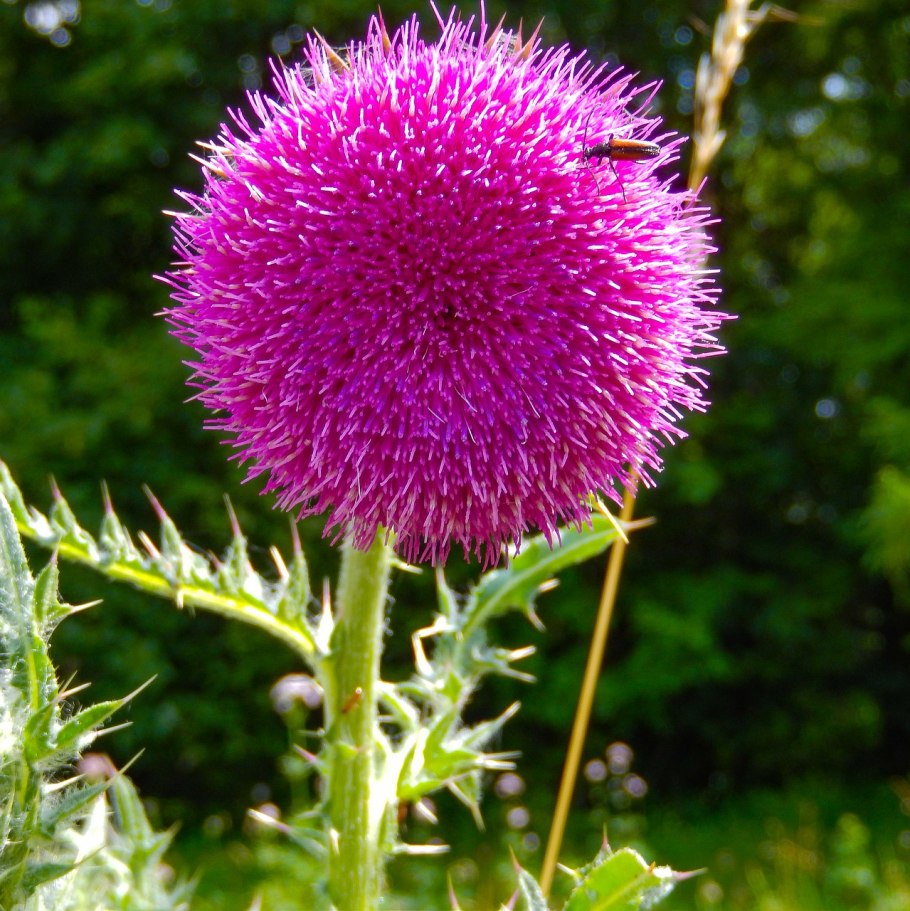 Расторопша пятнистая и чертополох