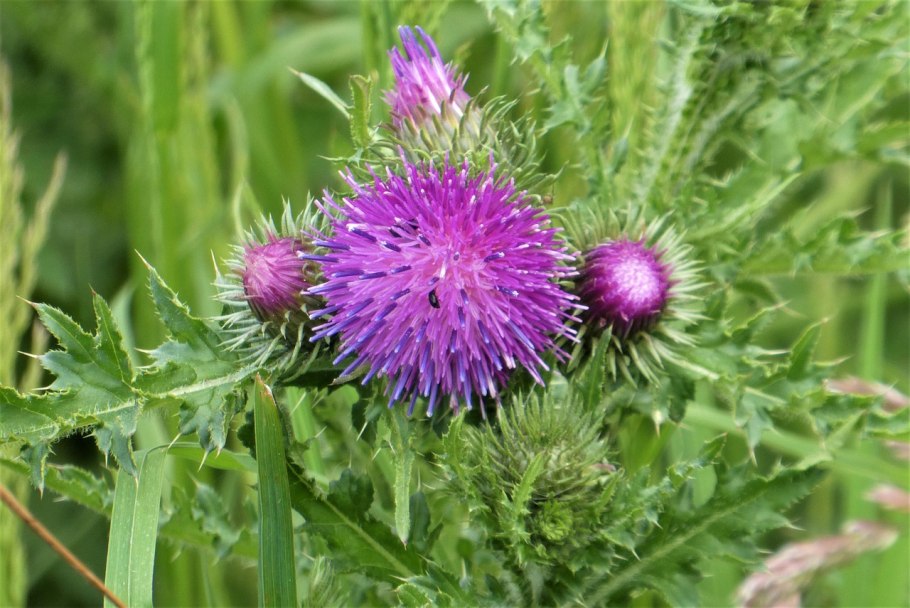 Расторопша пятнистая - Silybum Marianum (l.) Gaertn.