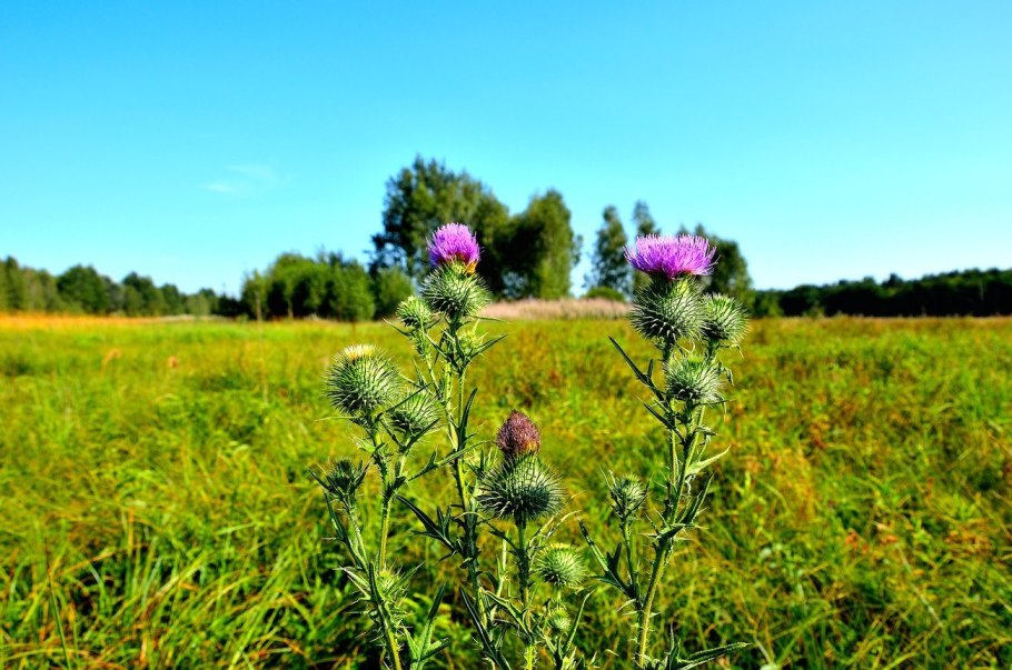 Расторопша пятнистая (Silybum Marianum)