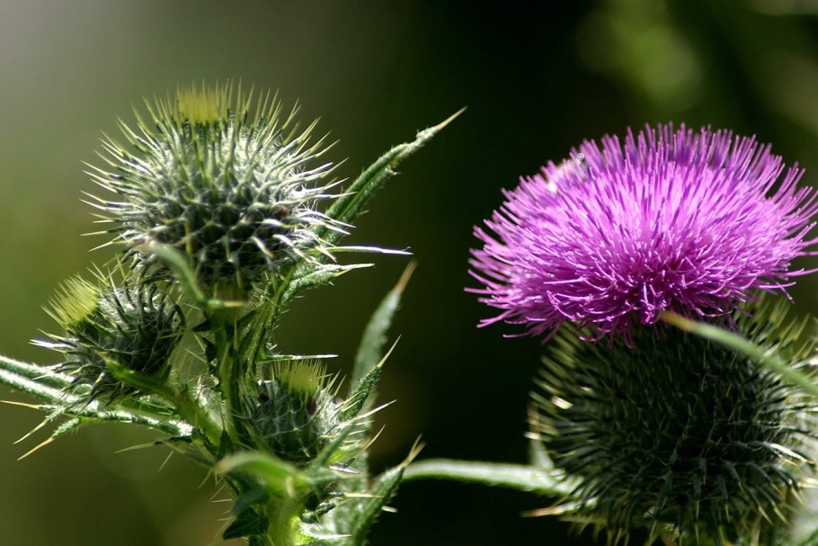 Silybum Marianum