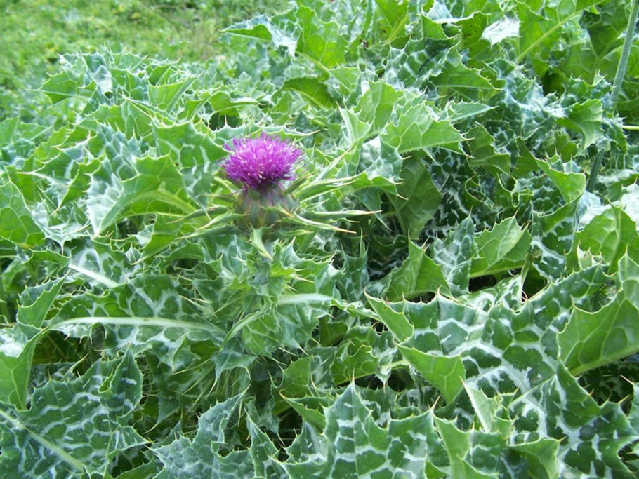 Расторопша пятнистая (Silybum Marianum)