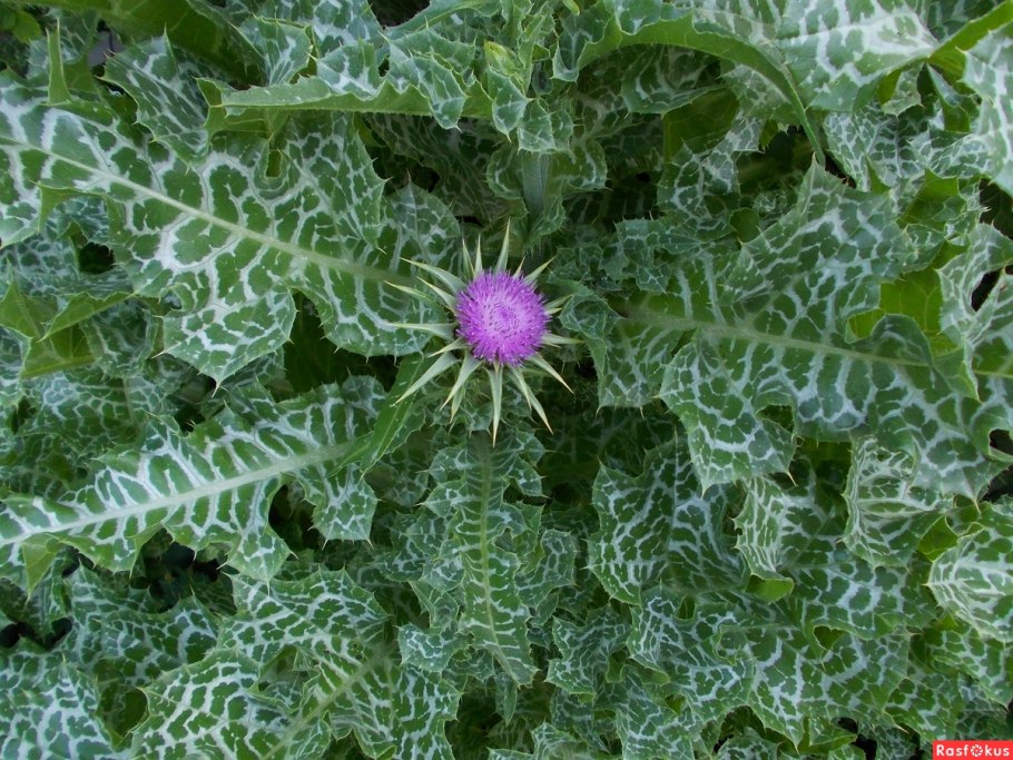 Марьин чертополох