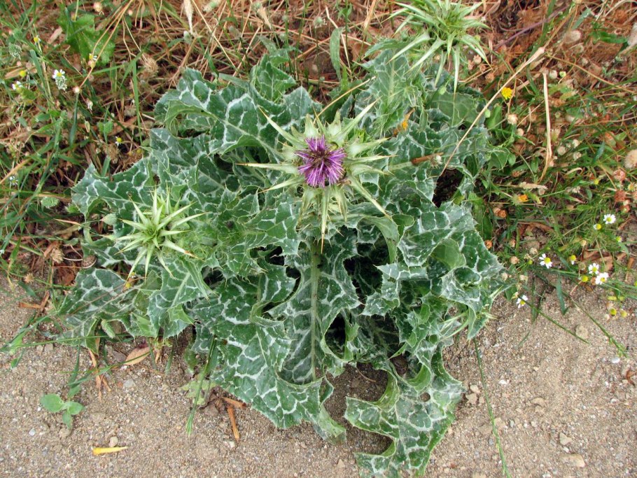 Silybum Marianum