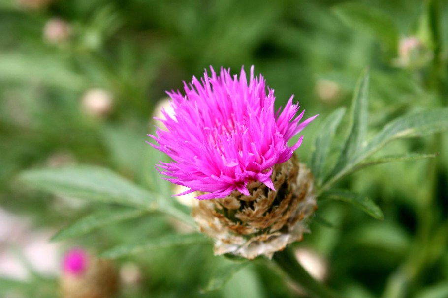 Марьин чертополох