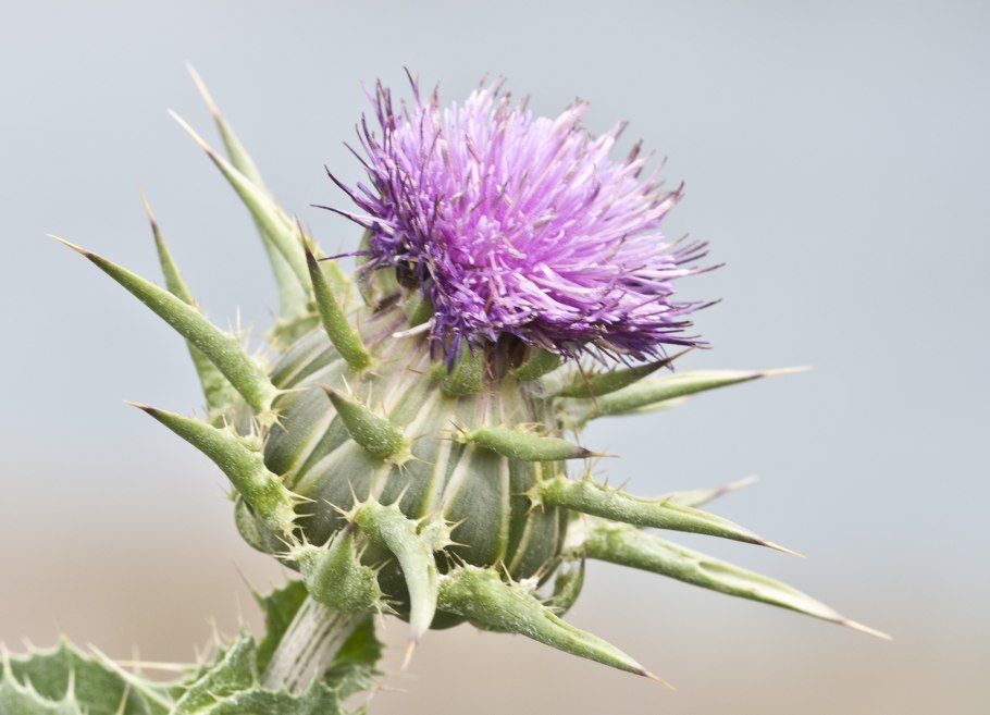 Расторопша пятнистая (Silybum Marianum)