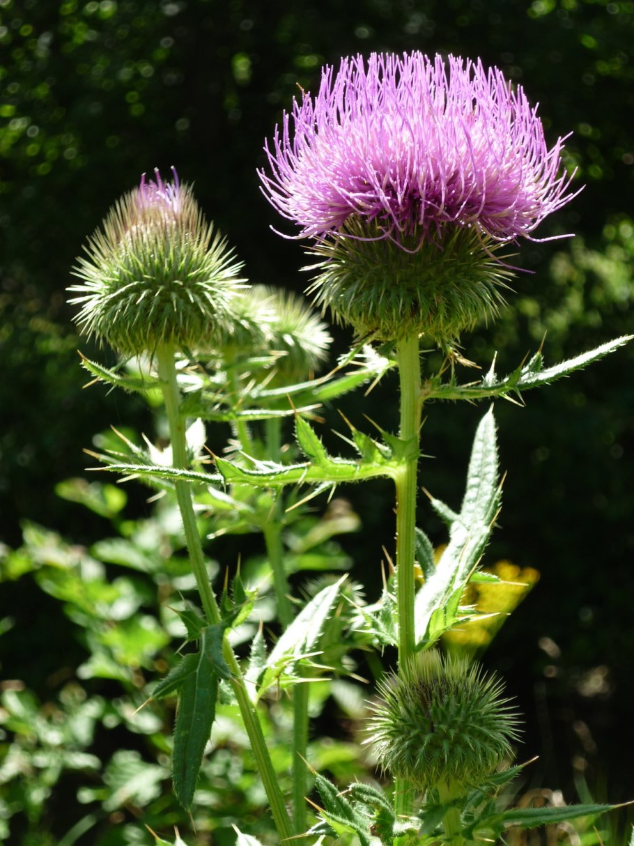 Расторопша пятнистая (silybum marianum)