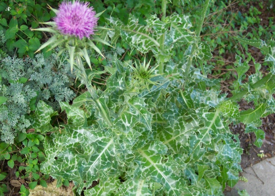 Семена расторопша пятнистая