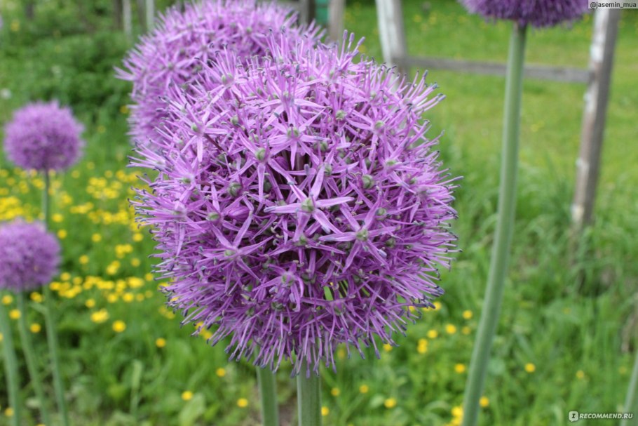 Allium stamineum