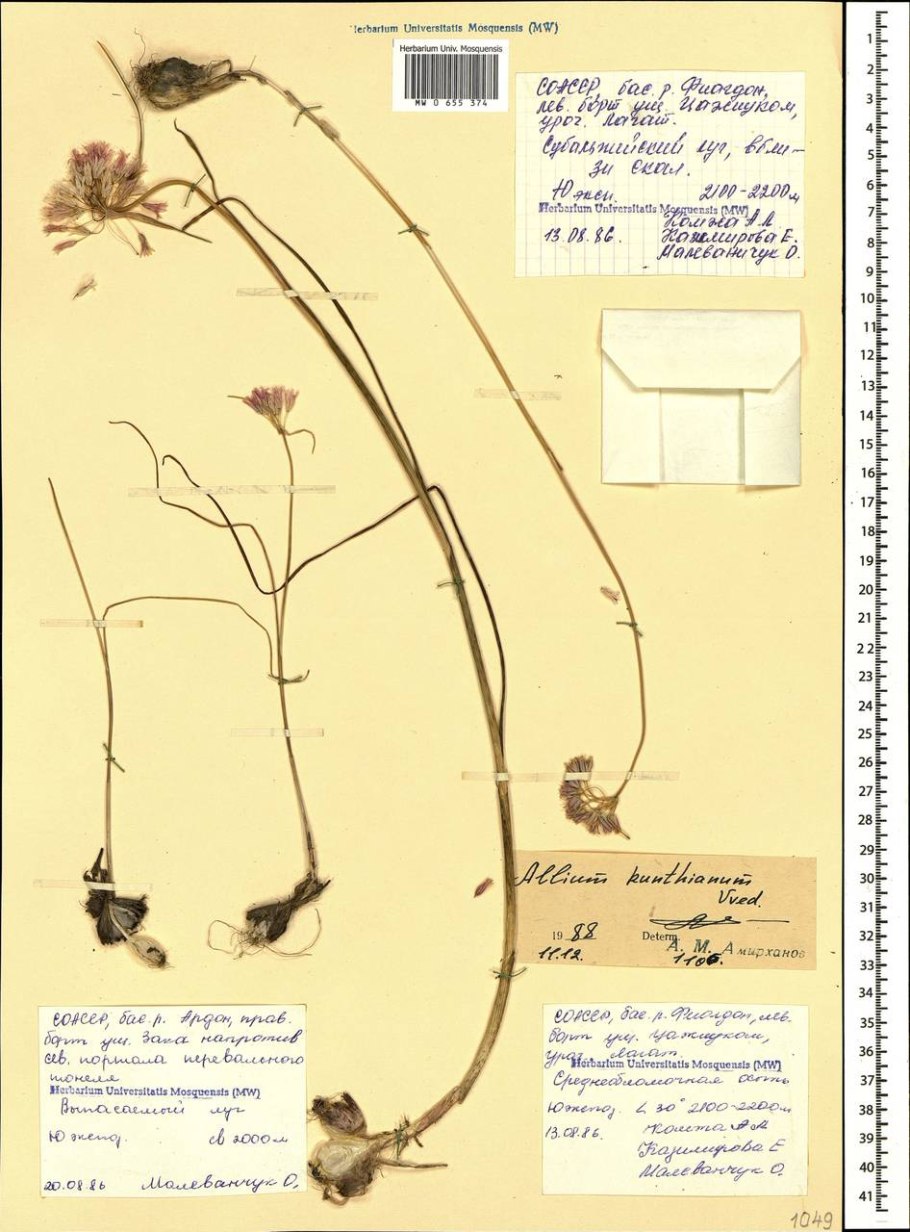 Лук круглый (Allium rotundum l.)