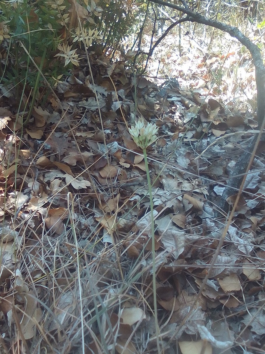 Жемчужный лук лук-порей