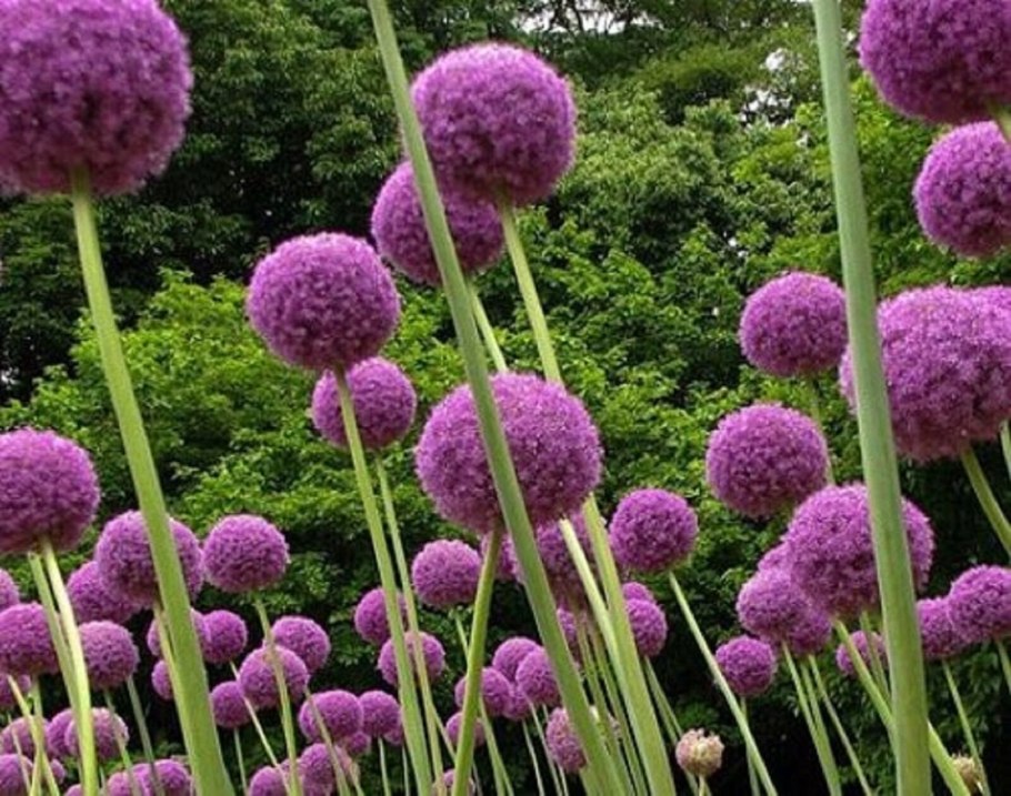 Лук косой Allium obliquum