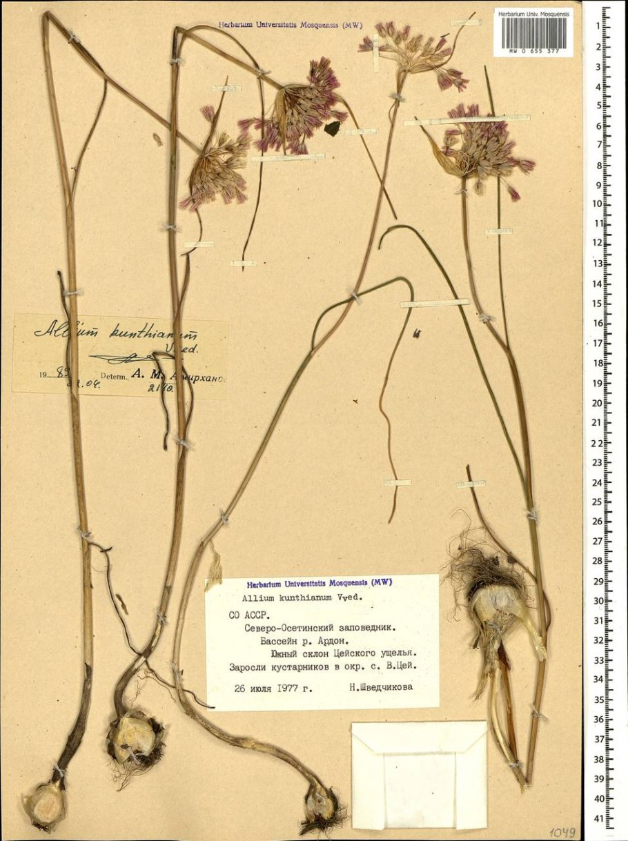 Лук Семенова