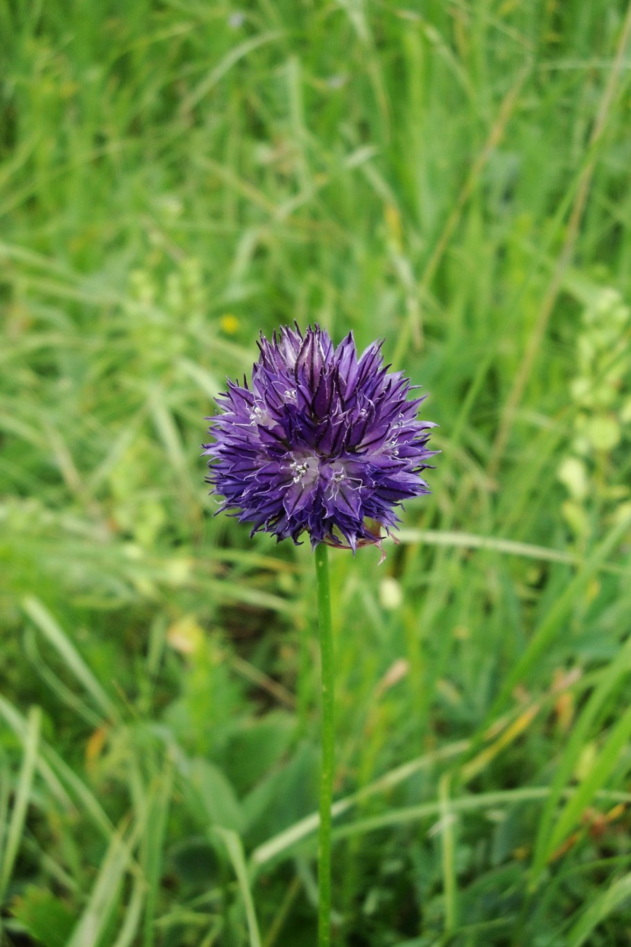 Турецкий лук Орхан