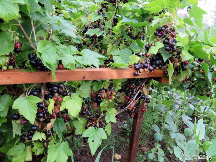 Лесная черная смородина