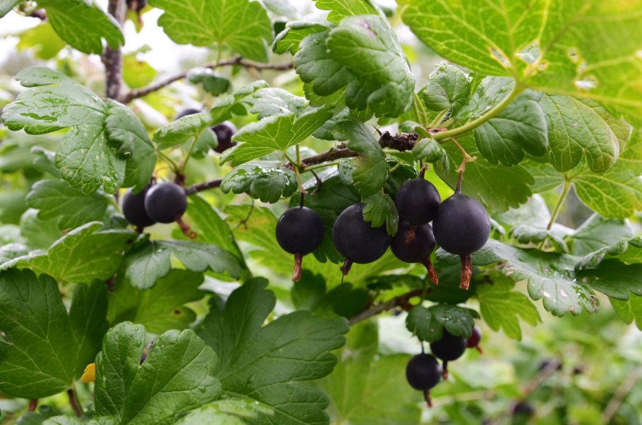 Ribes nigrum. 'Titania' р9, , шт