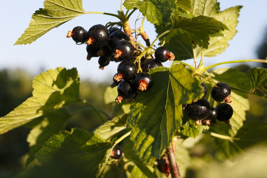 Субальпийские Луга Камчатки
