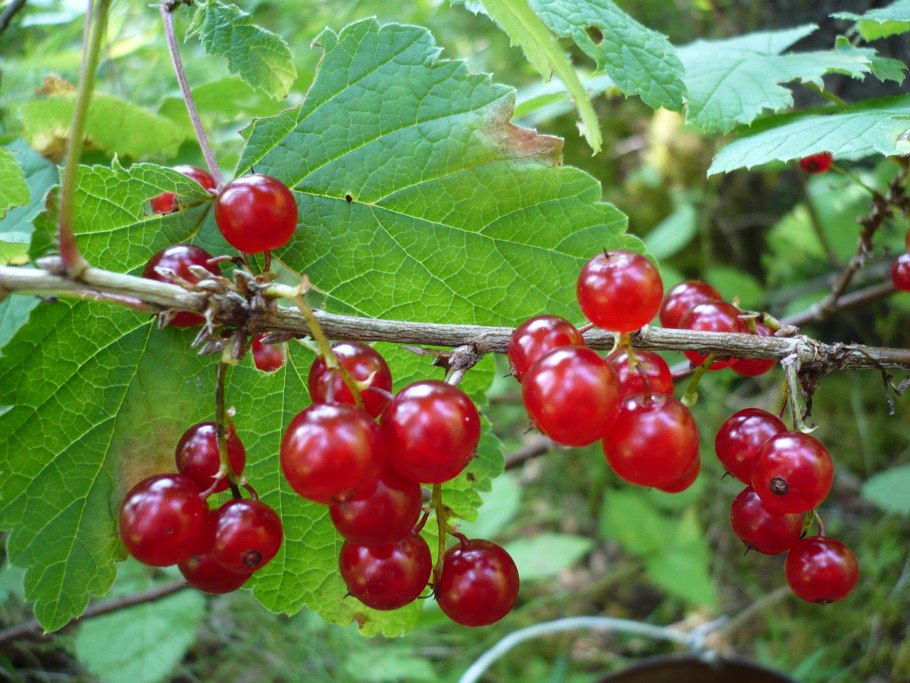 Йошта Jostaberry