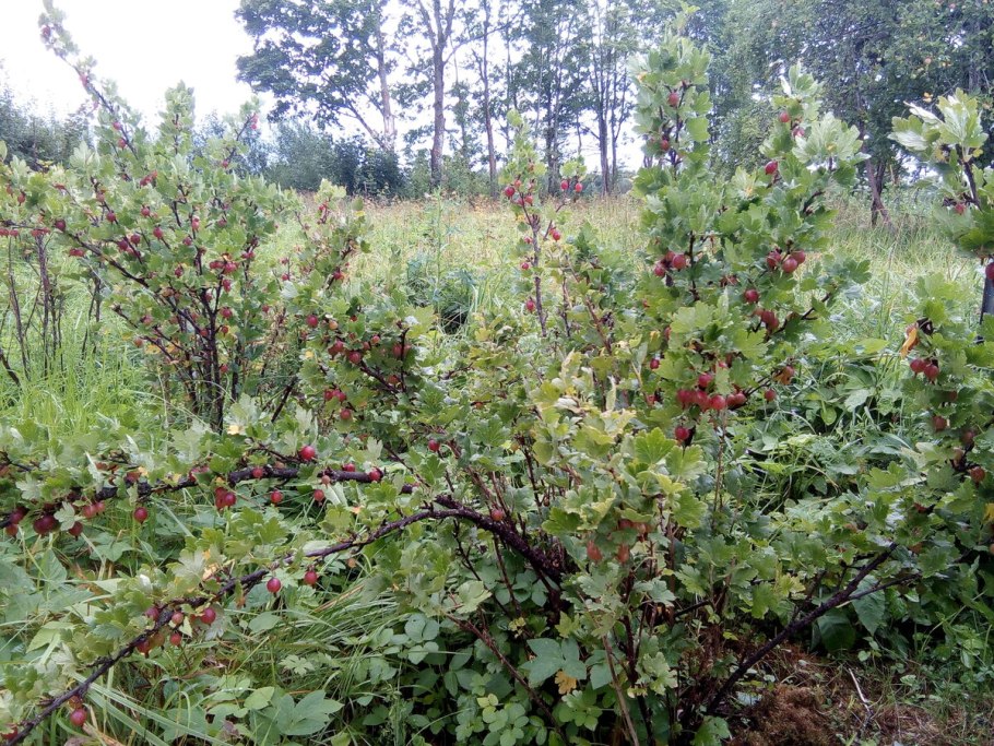 Кусты смородины и крыжовника