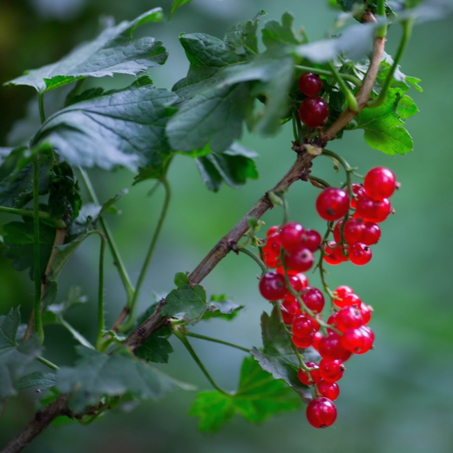 Смородина черная и красная кусты