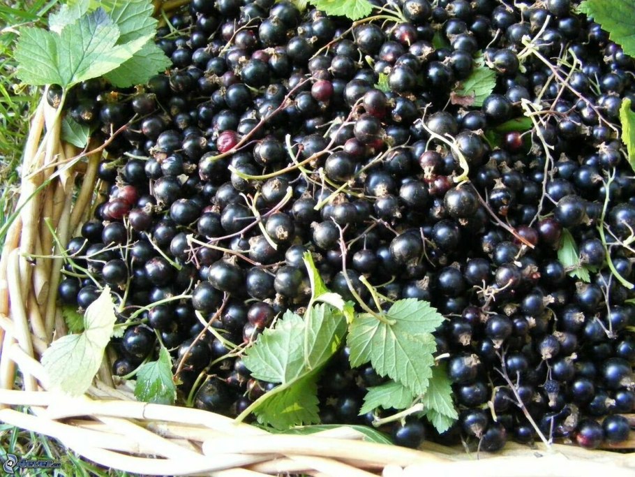 Садовая смородина