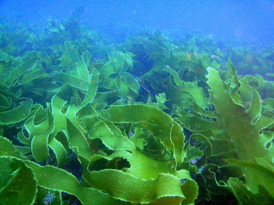 Водоросль морская капуста ламинария