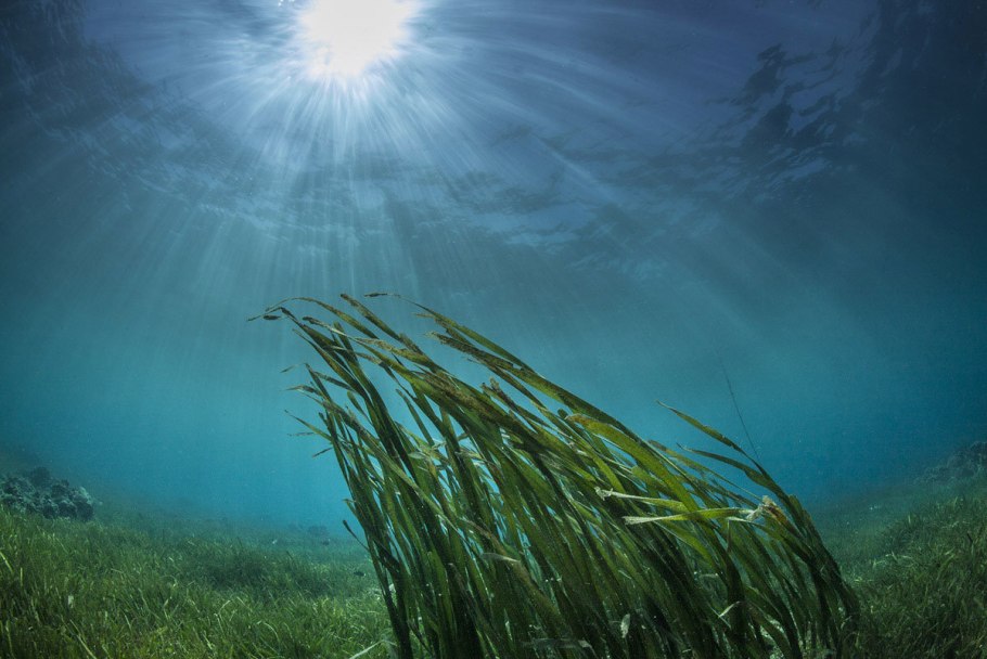 Водоросли Каспийского моря