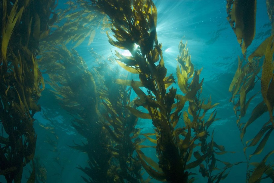 Водоросли черного моря