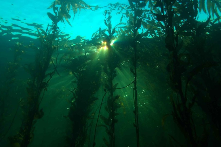 Macrocystis pyrifera