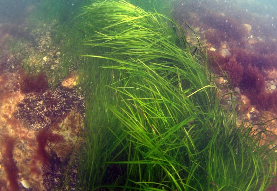 Водоросли черного моря Зостера