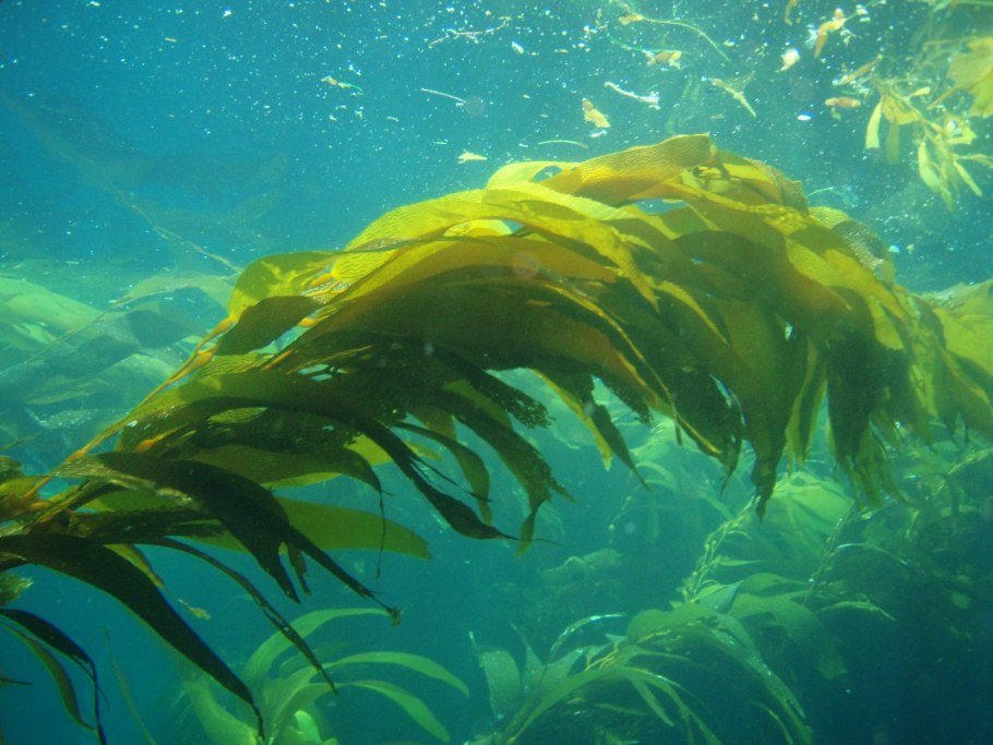 Морские водоросли ламинария