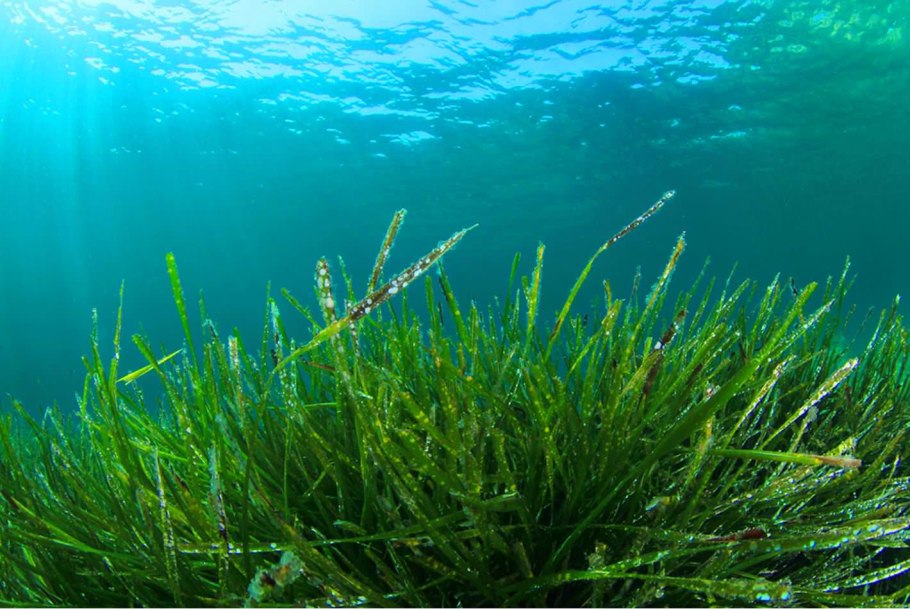 Морские водоросли спирулина