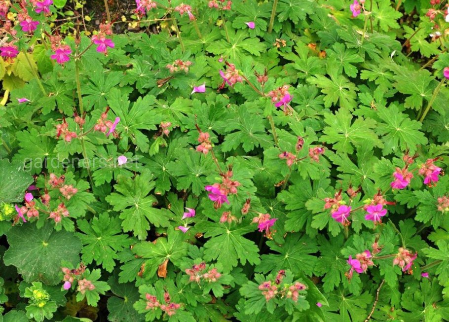 Герань крупнокорневищная (Geranium macrorrhizum &#96;Spessart&#96;)