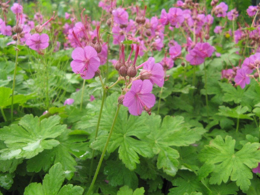 Герань крупнокорневищная Geranium macrorrhizum