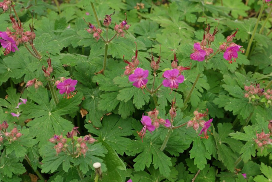 Geranium macrorrhizum Spessart