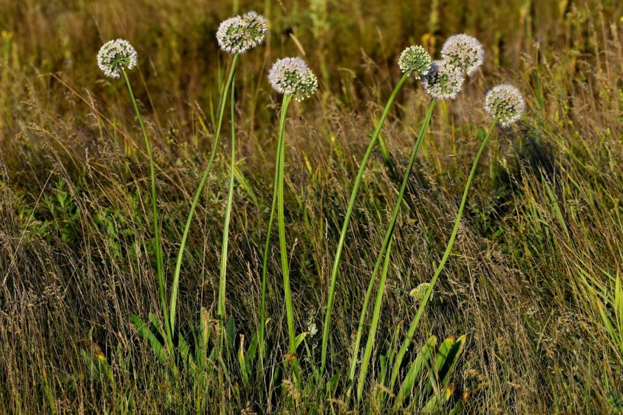 Лук прямой Allium strictum гербарий