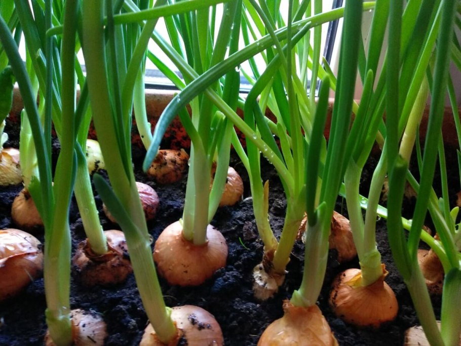 Соцветие лука репчатого