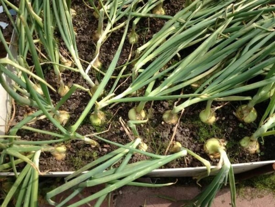 Лук Забайкальский Мангыр