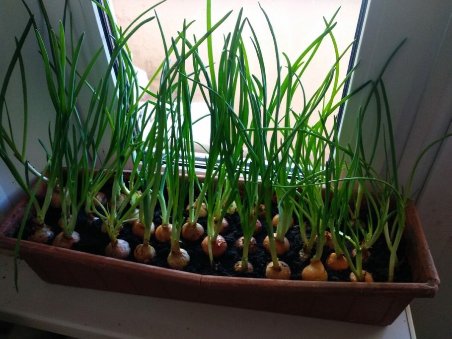 Прикольный лук