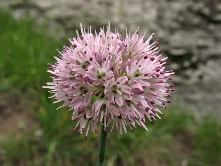 Лук торчащий Allium strictum